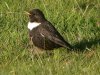 Ring Ouzel at Hadleigh Downs (Steve Arlow) (184883 bytes)